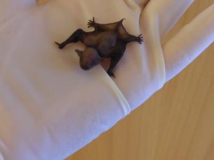 Μεγαλώνει το μωρό νυχτεριδάκι που βρέθηκε ορφανό στη Ρόδο